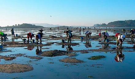 Excursions avec les conchyliculteurs de Cambados (Galice)