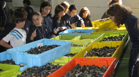 Excursions au port de pêche et marché aux poissons à Galice