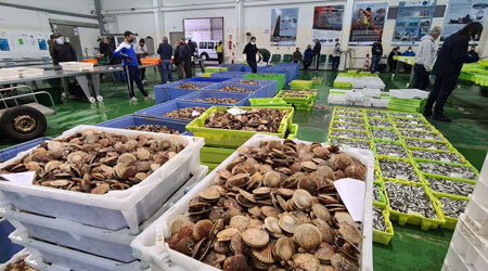 Excursions au port de pêche et marché aux poissons à Galice